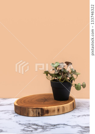 Natural green plant in black flowerpot on marble table with light background. Abstract minimal scene with podiums. Mockup template for product. High quality photo Natural green plant in black flowerpot on marble table with light background. Abstract minimal scene with podiums. Mockup template for product. High quality photo 133746322