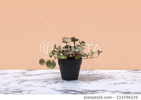 Natural green plant in black flowerpot on marble table with light background. Abstract minimal scene with podiums. Mockup template for product. High quality photo 133746329