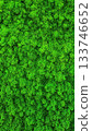 Texture for interior of green moss. Natural wallpaper. Vertical photo, close up. Natural background design. High quality photo 133746652