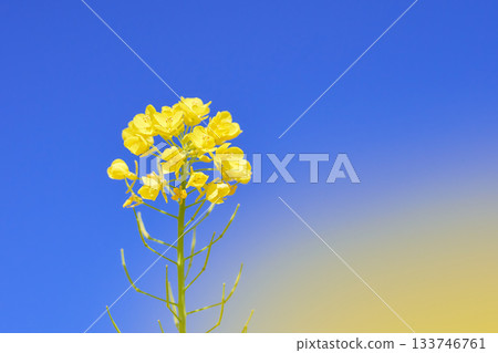 油菜花和芥菜花在藍天下閃閃發光 油菜花和芥菜花在藍天下閃閃發光 133746761