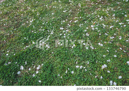 cherry blossom, cherry tree, earth's surface 133746790