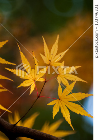 秋天的樹葉 秋天的樹葉 133746831