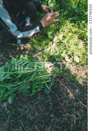 spinach, harvest, field 133746920