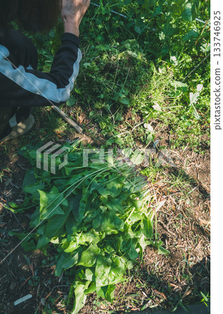 spinach, harvest, field 133746925