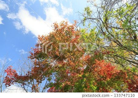 Autumn leaves 133747110