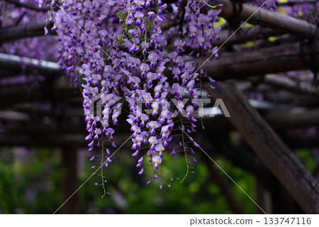 紫藤花01 紫藤花01 133747116