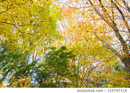 從高尾到金馬一帶的樹葉都變成了黃葉。 133747119