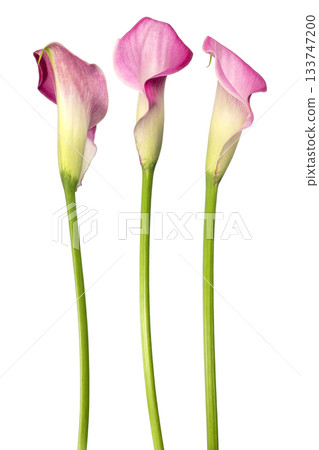 Pink calla lily flowers Pink calla lily flowers 133747200