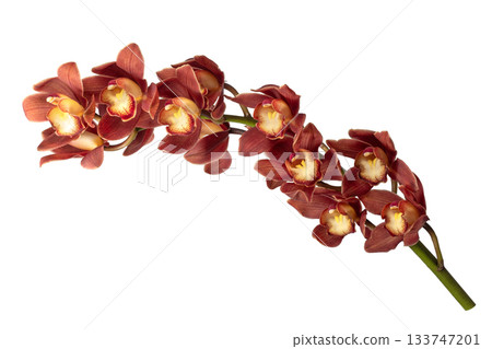 Cimbidium flowers Cimbidium flowers 133747201