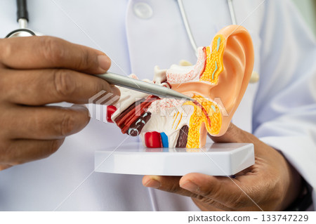 Asian doctor holding human ear model to learn and treat hearing loss in patient. Asian doctor holding human ear model to learn and treat hearing loss in patient. 133747229