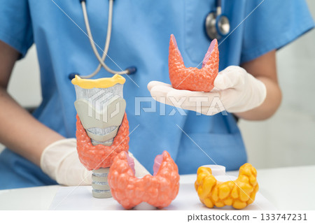 Hyperthyroidism, Overactive Thyroid, Thyroid Lymphoma, Asian doctor with thyroid gland human anatomy model in hospital. 133747231