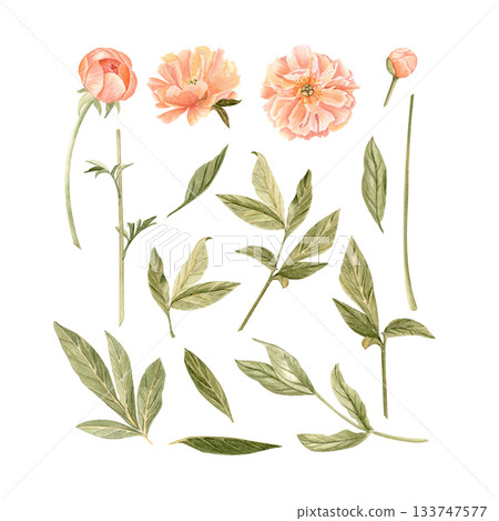 Delicate peony flowers, buds, stem and leaves watercolor illustration set in peach tones. Hand-painted perfect for wedding invitations, branding, packaging, fabric design cards. Coral charm color Delicate peony flowers, buds, stem and leaves watercolor illustration set in peach tones. Hand-painted perfect for wedding invitations, branding, packaging, fabric design cards. Coral charm color 133747577