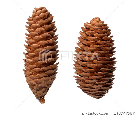 Pinecone 133747597