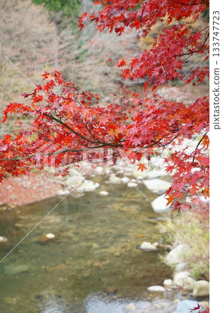 River and autumn leaves 133747723