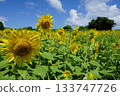 Big sunflowers blooming in summer blue sky and sunflower field 133747726