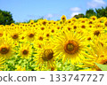 A sunflower field that shines in the blue sky 133747727