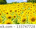 Sunflower field in full bloom 133747728