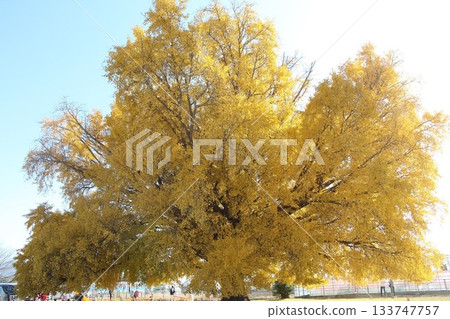 A large ginkgo tree with yellow leaves, Toyokawa (Yamato) 133747757