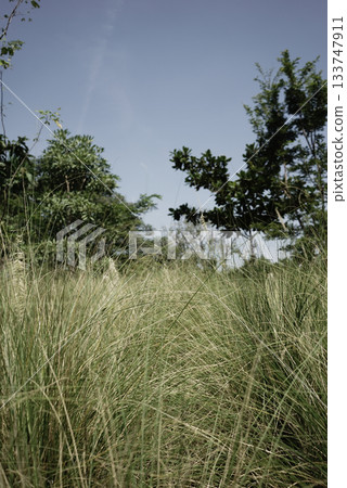 Real photo dry neutral beige grass botany field green jungle nature blue sky aesthetics background Real photo dry neutral beige grass botany field green jungle nature blue sky aesthetics background 133747911