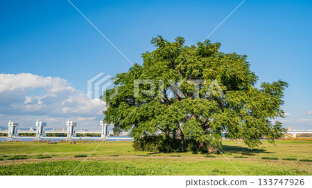 大阪市淀川公園長良地區的樹木 133747926