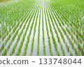 Season of rice planting 133748044