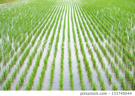 Season of rice planting Season of rice planting 133748044