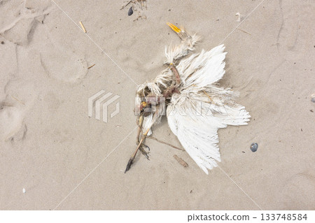 Dead great egret on the sand of the beach, Porto Garibaldi, Italy 133748584