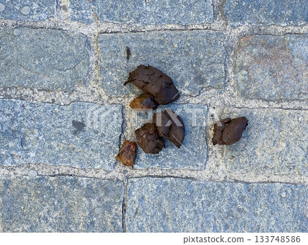 Dog shit on a stone sidewalk, Ferrara, Italy Dog shit on a stone sidewalk, Ferrara, Italy 133748586