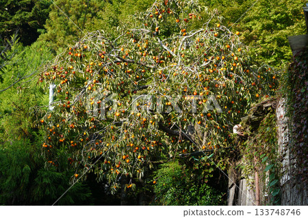 A persimmon tree full of fruit in Ohara Village, Kyoto 133748746