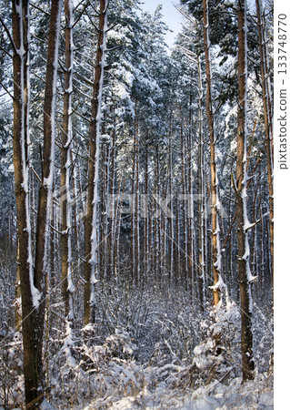 Snow-covered forest scene with tall trees and a blanket of white in winter Snow-covered forest scene with tall trees and a blanket of white in winter 133748770
