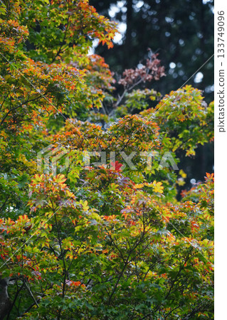 Trees in Ohara Village, Kyoto, where you can feel the signs of autumn Trees in Ohara Village, Kyoto, where you can feel the signs of autumn 133749096