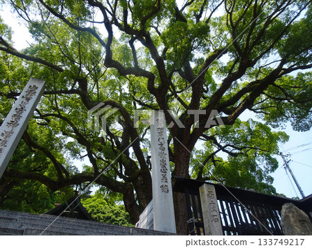 The main hall and large camphor tree of Gon Shrine in Onomichi City, Hiroshima Prefecture 133749217