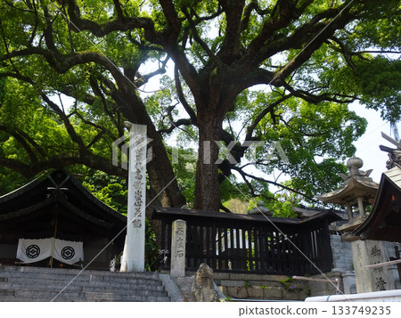The main hall and large camphor tree of Gon Shrine in Onomichi City, Hiroshima Prefecture The main hall and large camphor tree of Gon Shrine in Onomichi City, Hiroshima Prefecture 133749235
