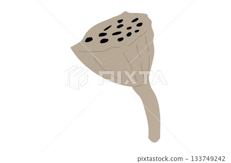 蓮花睡蓮種子彩色插圖透明 蓮花睡蓮種子彩色插圖透明 133749242