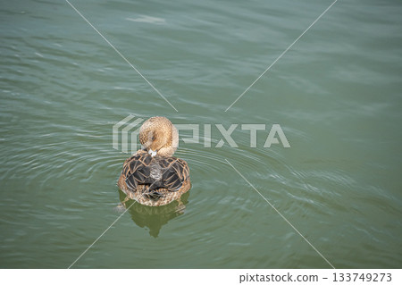 一隻雌性赤頸鴨在水面上梳理羽毛 133749273