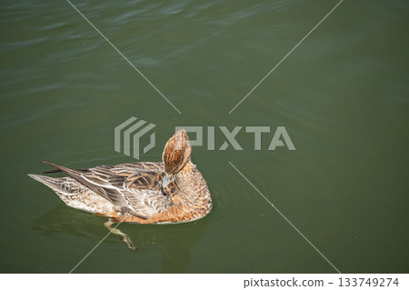 A female wigeon preening on the water A female wigeon preening on the water 133749274