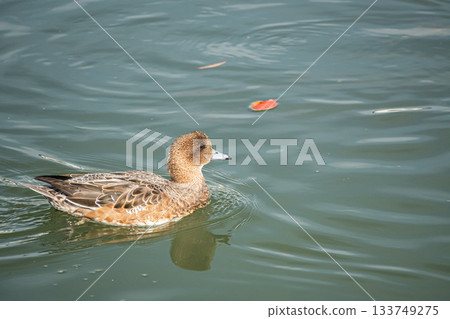 琵琶湖運河中的雌性赤頸鴨 133749275