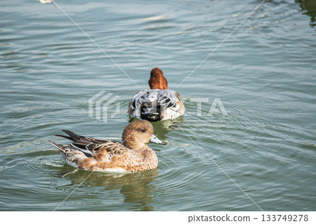 琵琶湖運河中的雄性和雌性赤頸鴨 133749278