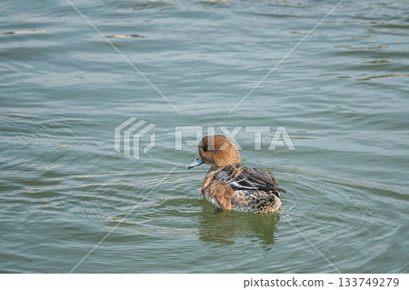 Female Wigeon in the Lake Biwa Canal 133749279