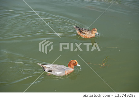 Male and female Wigeons swimming in the Lake Biwa Canal 133749282
