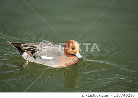 一隻雄性赤頸鴨在琵琶湖水道游泳 133749286