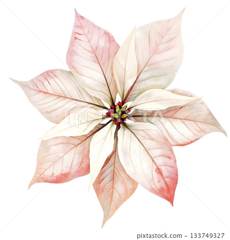 White poinsettia flower illustration 133749327