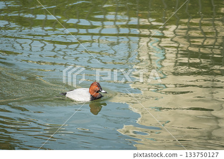A male Common Pochard swimming in the Lake Biwa Canal 133750127