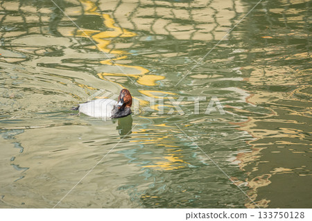 一隻雄性紅頭潛鴨在琵琶湖水道中游泳 133750128