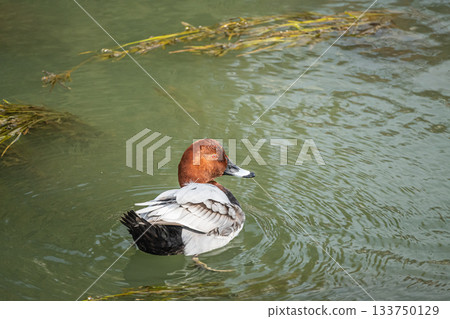 A common pochard (male) at Lake Biwa Canal A common pochard (male) at Lake Biwa Canal 133750129