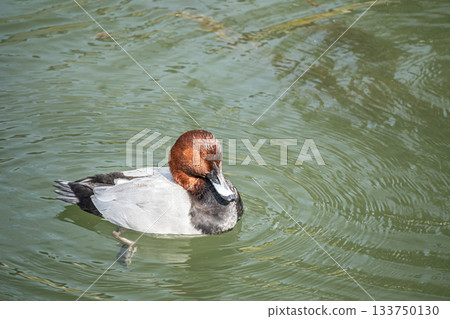 A common pochard (male) at Lake Biwa Canal 133750130