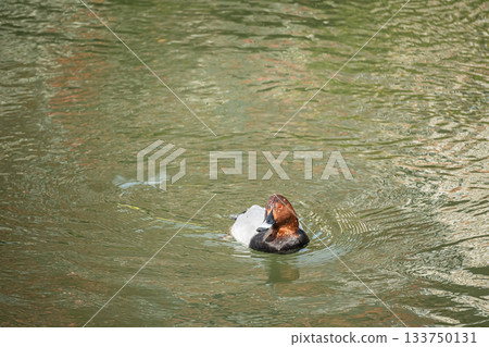 A male Common Pochard swimming in the Lake Biwa Canal A male Common Pochard swimming in the Lake Biwa Canal 133750131