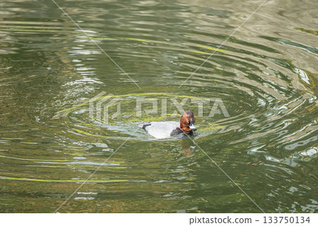 一隻雄性紅頭潛鴨在琵琶湖水道中游泳 133750134