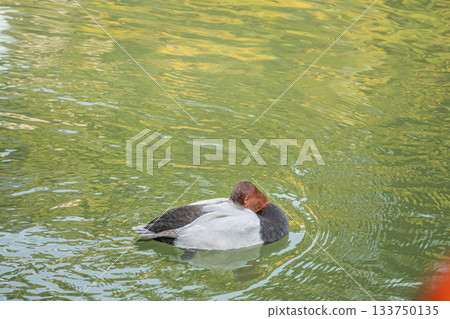 一隻雄性紅頭潛鴨在京都市琵琶湖運河的水面上打盹 133750135