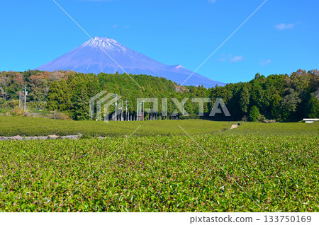Obuchi Sasaba Tea Fields Mount Fuji Fuji City 133750169